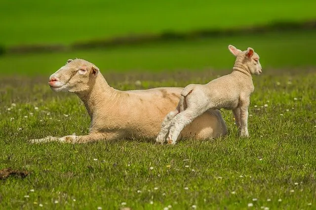 biological-weed-control