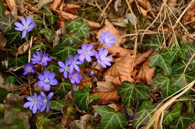 broadleaf-weeds-ground-ivy