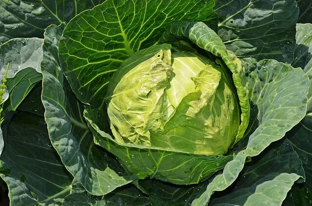 cabbage-companion-planting