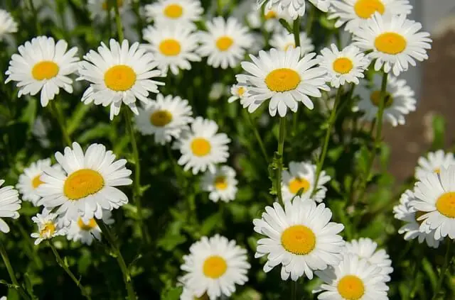 chamomile