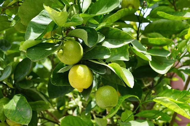 container-gardening-citrus