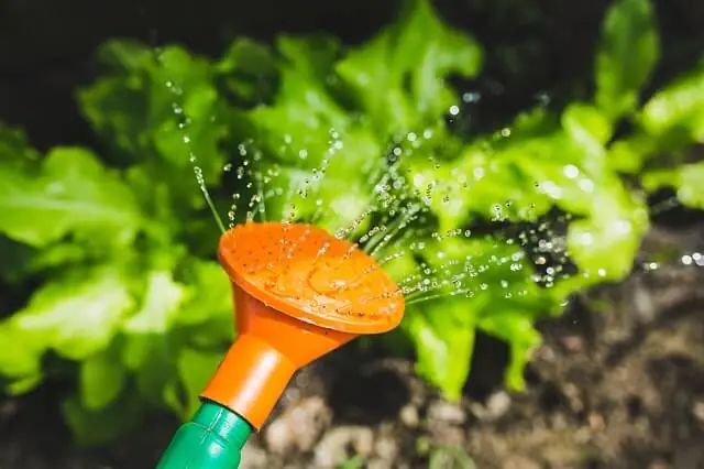 container-gardening-watering