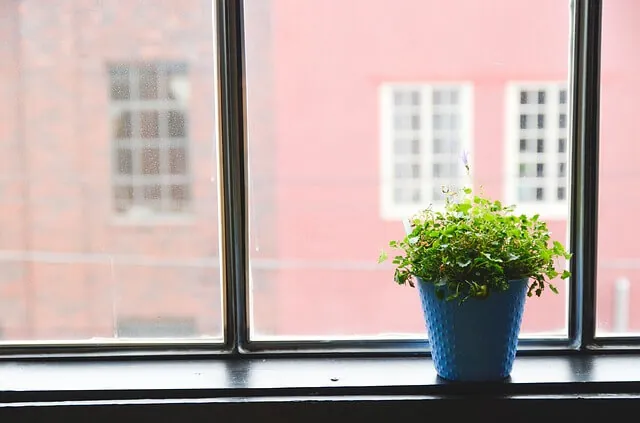 container-gardening-window