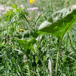 A Guide to Weed Identification