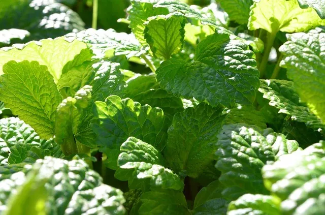 lemon-balm