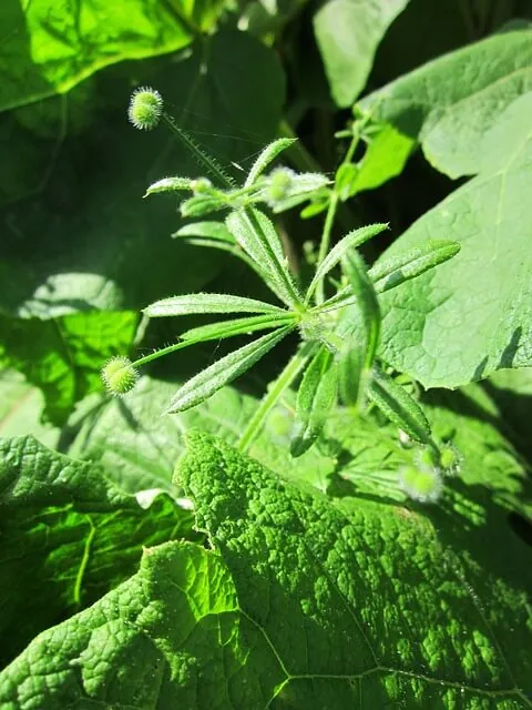 narrow-leaf-weeds-goosegrass