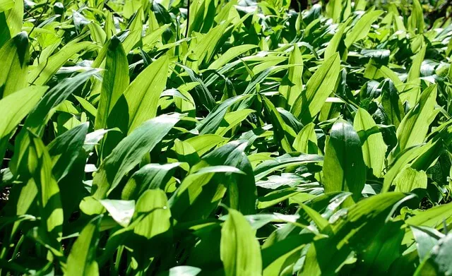 Battling Unexpected Weed Growth