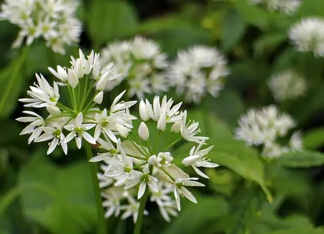 narrow-leaf-weeds-wild-garlic