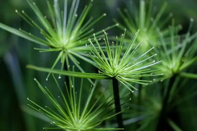 narrow-leaf-weeds-yellow-nutsedge