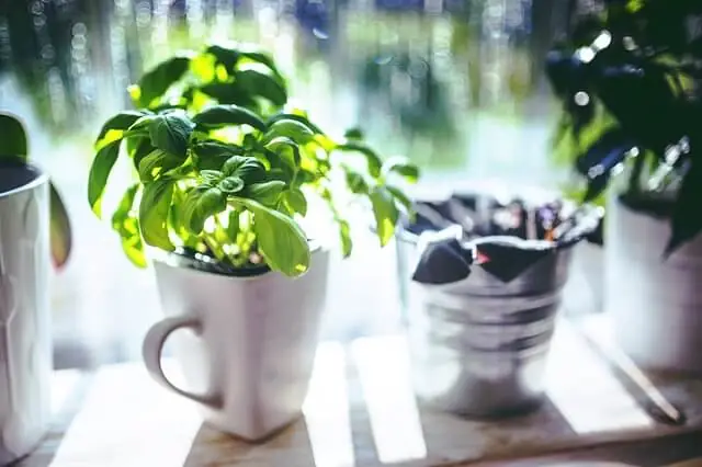 potted-herbs