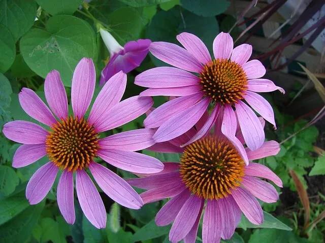 purple-coneflower