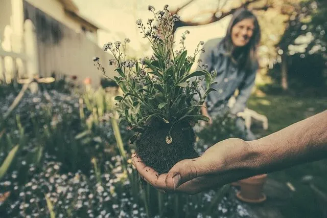 weed-identification