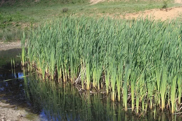 weeds-in-agriculture