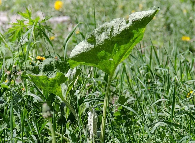 Guide to Weed Identification