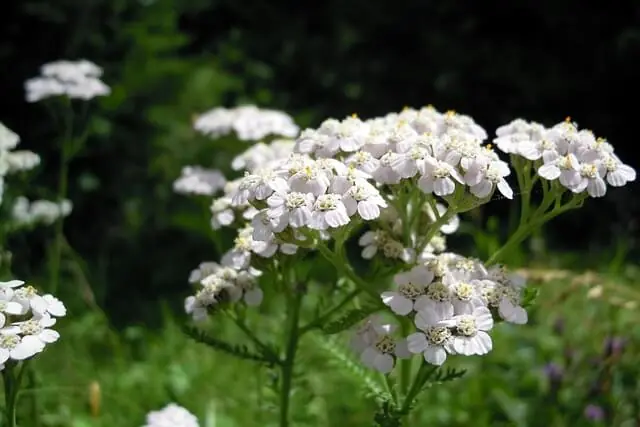 yarrow