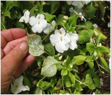 plant fungal infection
