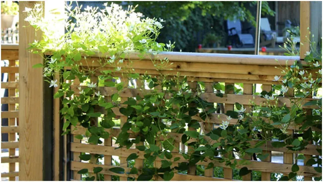 Clinging-Vines-and-Wood-Structures-A-No-Go