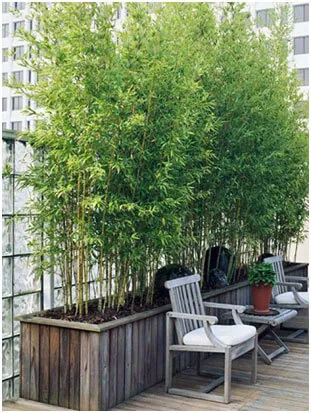 Rooftop-Container-Gardening