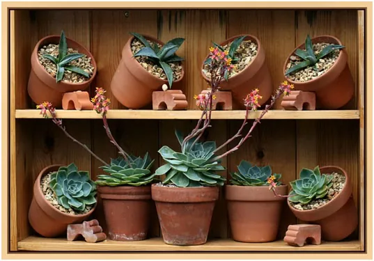 Succulents-Require-Drainage