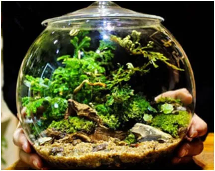 Terrarium