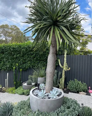 Large Low Round Florence Planter