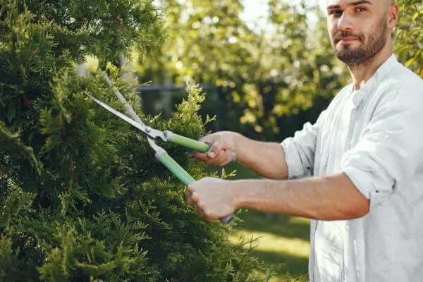 pruning for spring season