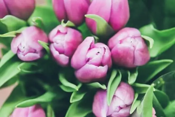 Flowering Bud