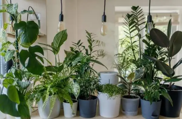 Indoor Garden