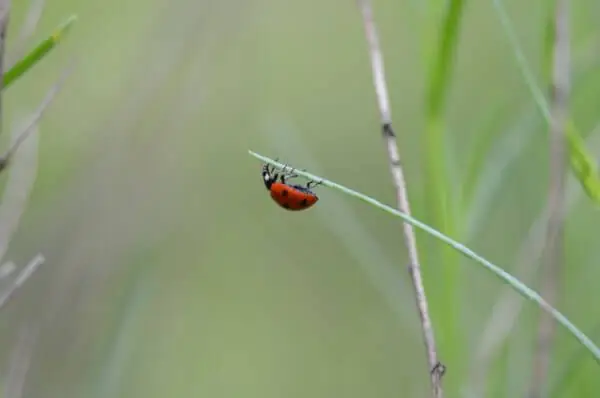 Lady bug