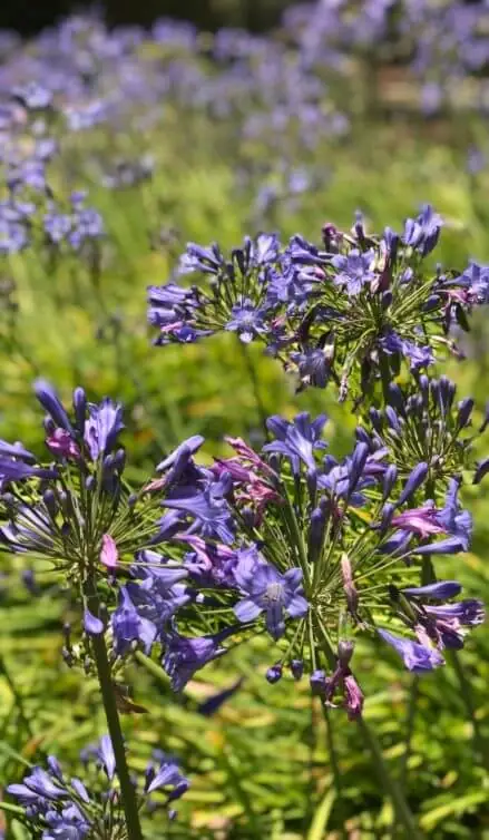 Agapanthus