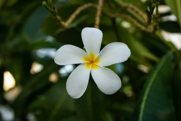 Frangipani for a better landscape