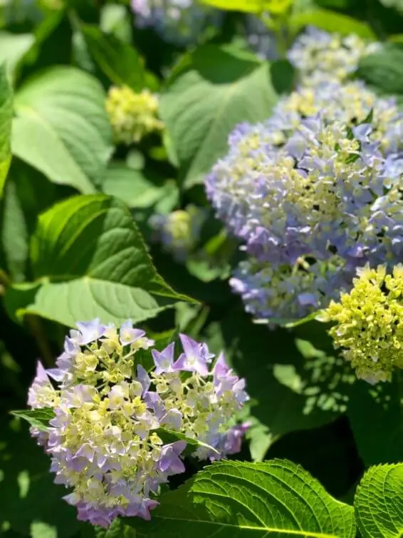 Hydrangeas