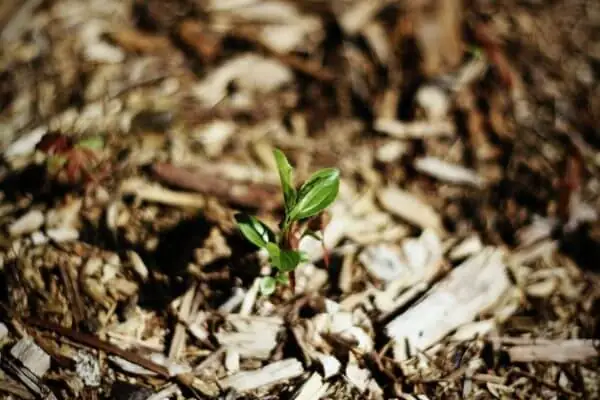 mulching