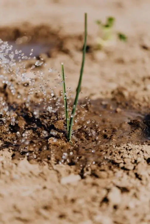 plant watering