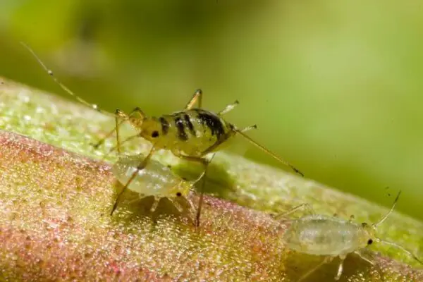 Aphids