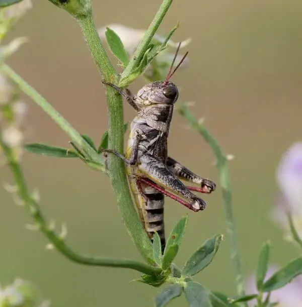 Grasshopper