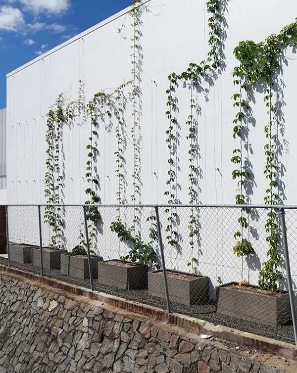 Climbing plants in Florence GRC Planter Box