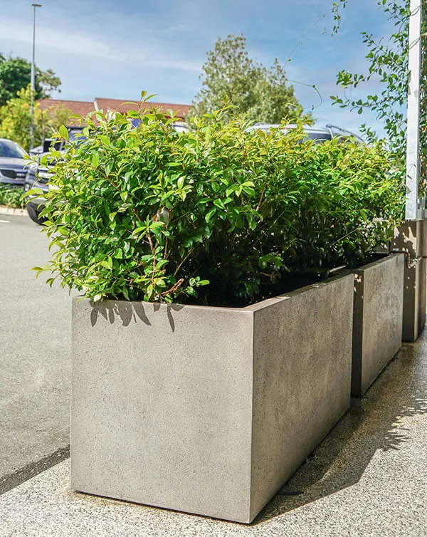 Extra-Large florence trough planter box with low lying greeneries