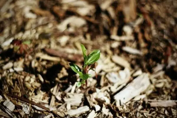 Old Mulch