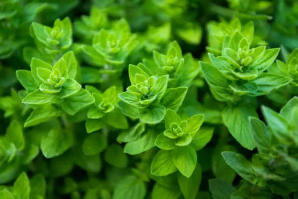 Oregano as an alternative to grass