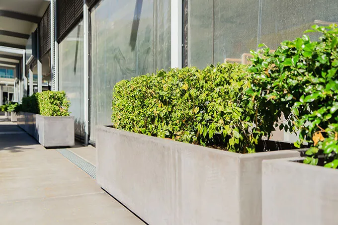 iota milano custom planters varsity lakes trough planters lined up