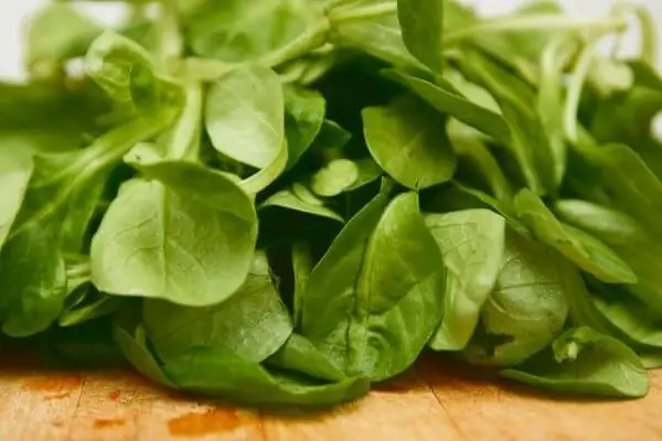 Hanging Gardens Lettuce