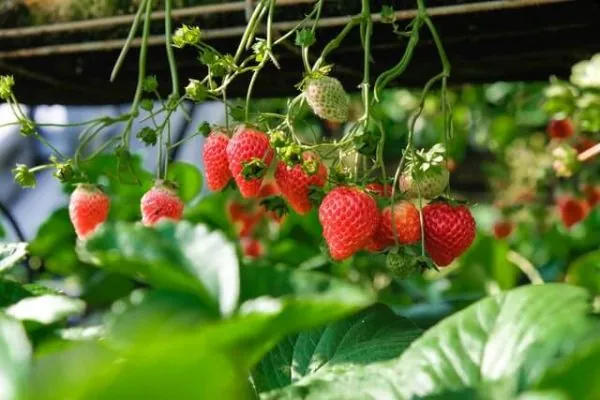 Edible Plants for your Hanging Garden