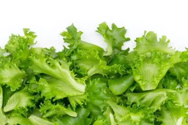 Hanging Garden Lettuce