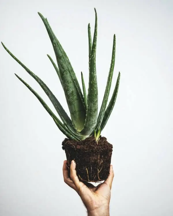 low maintenance Aloe