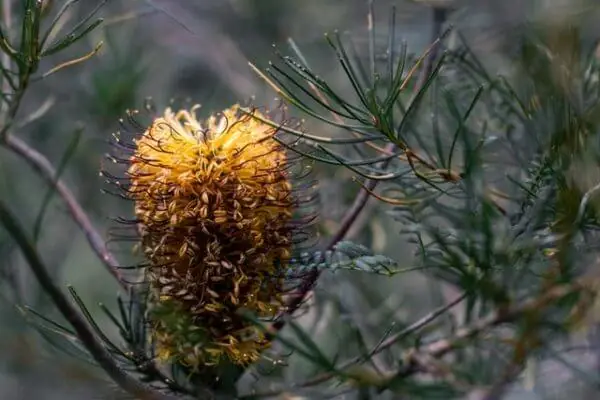 Low-Maintenance Banksia