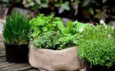 How to Grow Herbs in a Container Garden