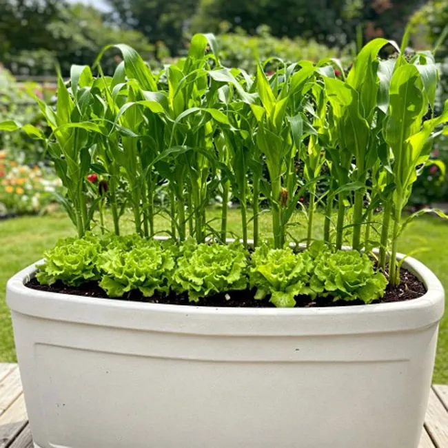 sun-loving-and-shade-loving-companion-planting