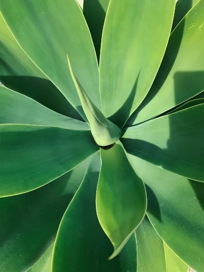 Agave Attenuata (Fox Tail Agave)