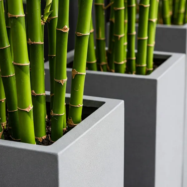 Bamboo-Fibreglass-Planters